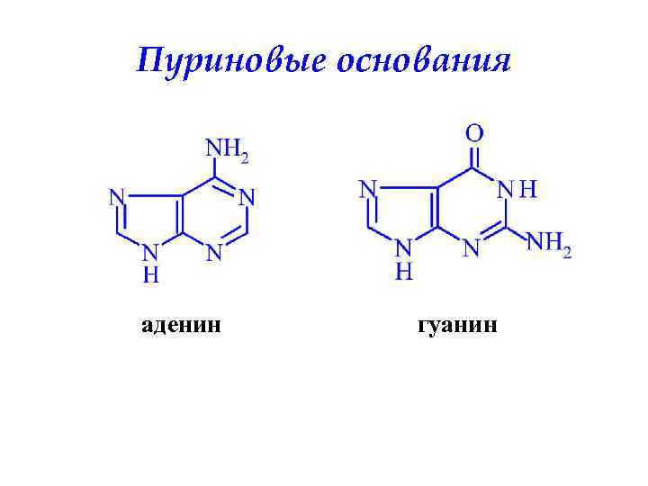 Пуриновые основания аденин гуанин 
