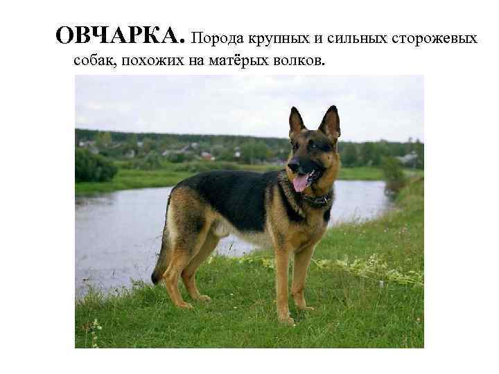 ОВЧАРКА. Порода крупных и сильных сторожевых собак, похожих на матёрых волков. 
