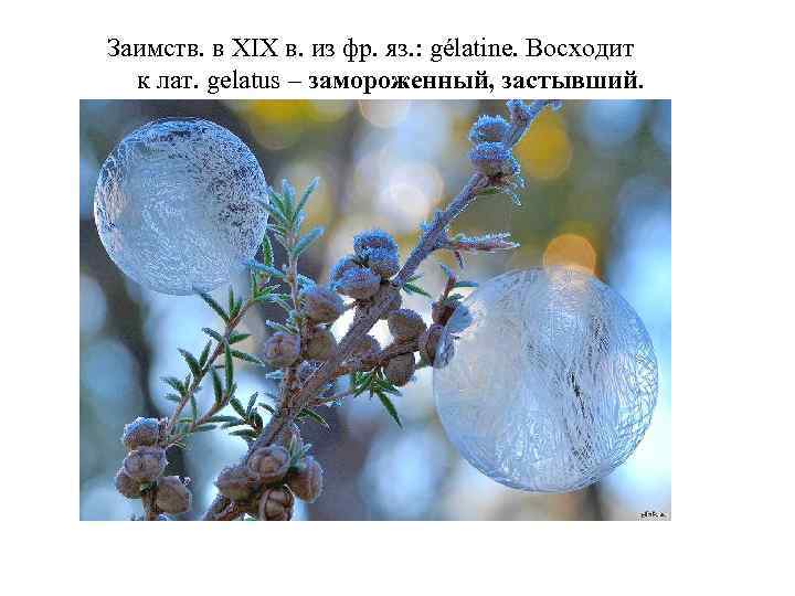 Заимств. в XIX в. из фр. яз. : gélatine. Восходит к лат. gelatus –