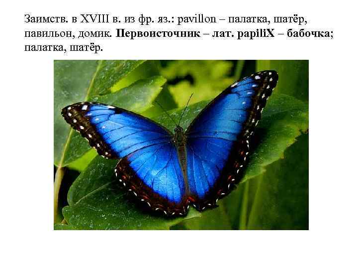 Заимств. в XVIII в. из фр. яз. : pavillon – палатка, шатёр, павильон, домик.