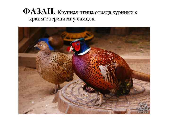 ФАЗАН. Крупная птица отряда куриных с ярким оперением у самцов. 