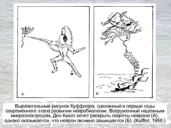 Выразительный рисунок Куффлера, сделанный в первые годы современного этапа развития нейробиологии. Вооруженный надежным микроэлектродом,