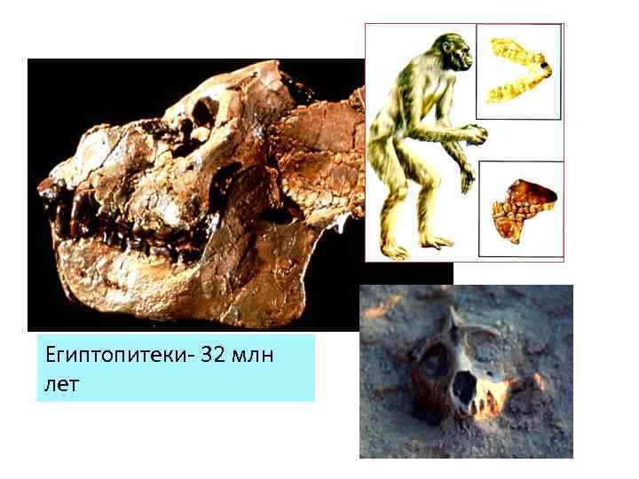 Египтопитеки- 32 млн лет 
