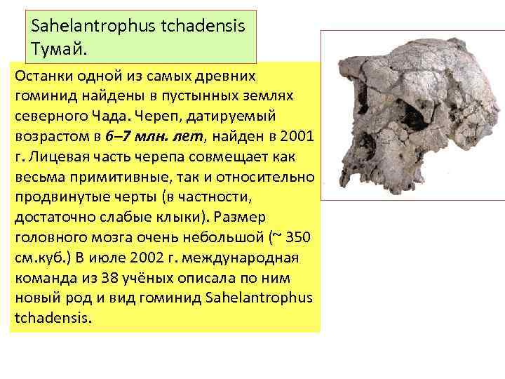 Sahelantrophus tchadensis Тумай. Останки одной из самых древних гоминид найдены в пустынных землях северного