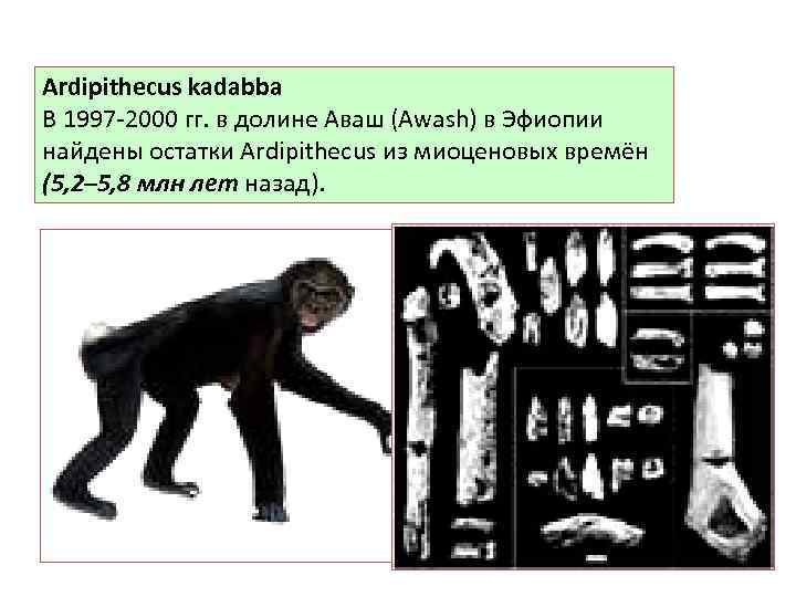 Ardipithecus kadabba В 1997 -2000 гг. в долине Аваш (Awash) в Эфиопии найдены остатки