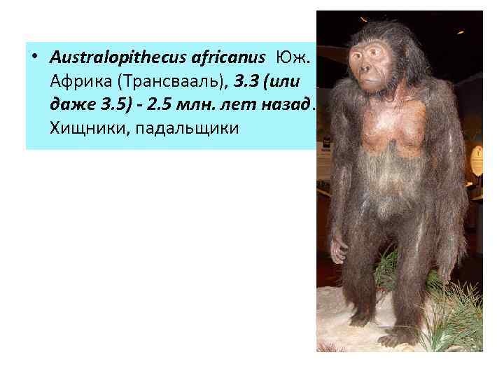  • Australopithecus africanus Юж. Африка (Трансвааль), 3. 3 (или даже 3. 5) -
