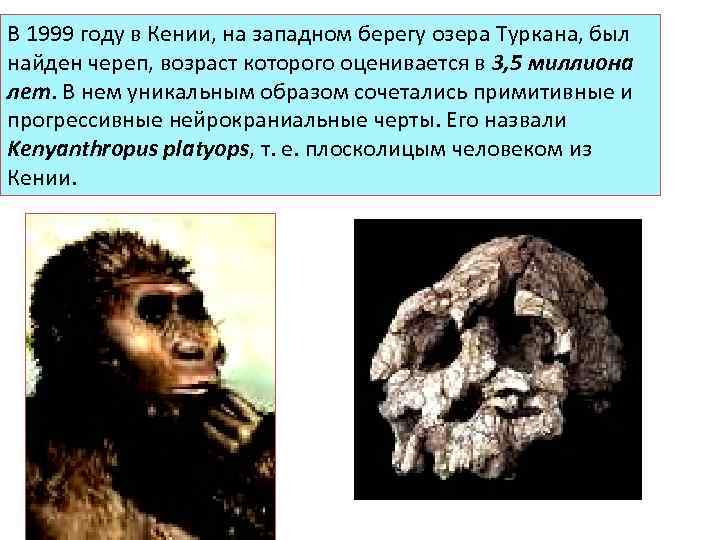 В 1999 году в Кении, на западном берегу озера Туркана, был найден череп, возраст