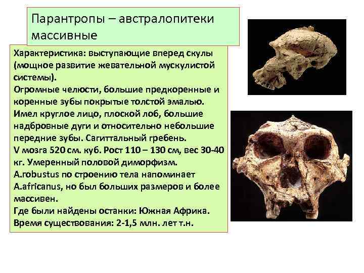 Парантропы – австралопитеки массивные Характеристика: выступающие вперед скулы (мощное развитие жевательной мускулистой системы). Огромные