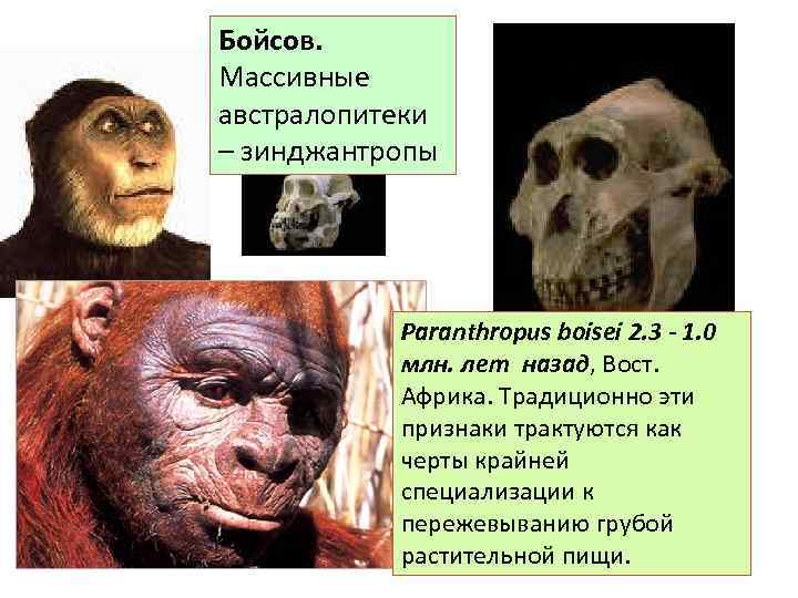Бойсов. Массивные австралопитеки – зинджантропы Paranthropus boisei 2. 3 - 1. 0 млн. лет