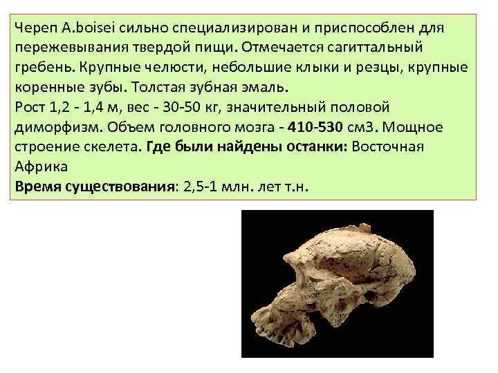 Череп A. boisei сильно специализирован и приспособлен для пережевывания твердой пищи. Отмечается сагиттальный гребень.