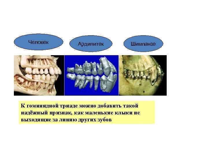 Человек Ардипитек Шимпанзе К гоминидной триаде можно добавить такой надёжный признак, как маленькие клыки