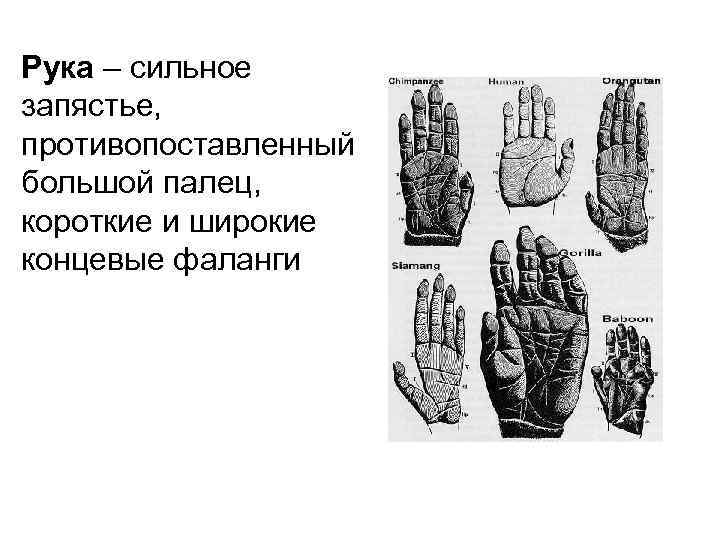Рука – сильное запястье, противопоставленный большой палец, короткие и широкие концевые фаланги 