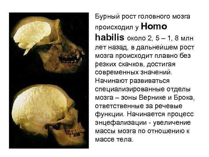 Бурный рост головного мозга происходил у Homo habilis около 2, 5 – 1, 8