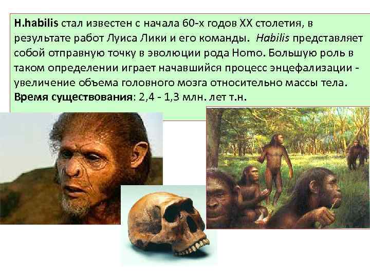 H. habilis стал известен с начала 60 -х годов ХХ столетия, в результате работ