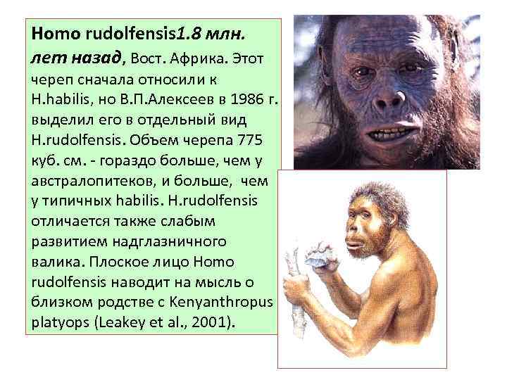 Homo rudolfensis. Хомо хабилис. Homo rudolfensis характеристика. Хомо рудольфийский череп.