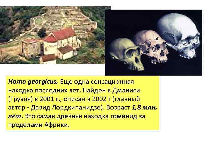 Homo georgicus. Еще одна сенсационная находка последних лет. Найден в Дманиси (Грузия) в 2001