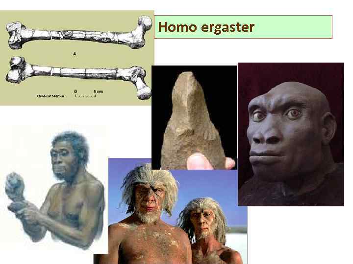 Homo ergaster