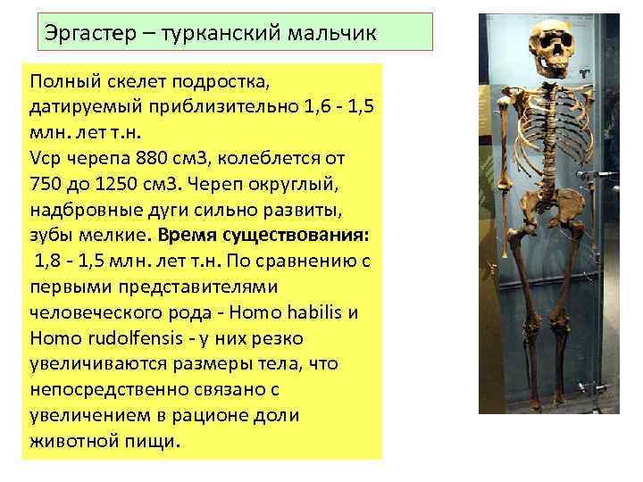 Эргастер – турканский мальчик Полный скелет подростка, датируемый приблизительно 1, 6 - 1, 5