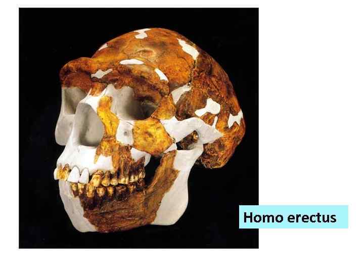 Homo erectus 
