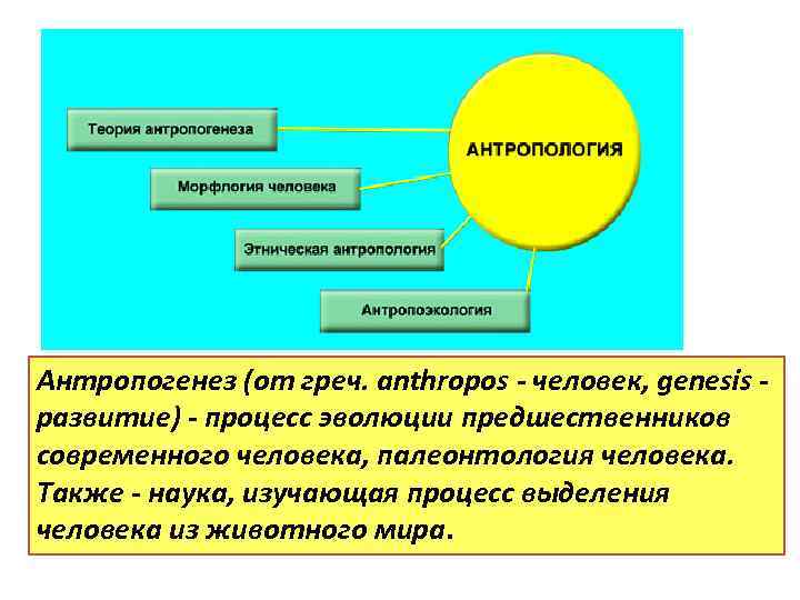 Генезис развития человека