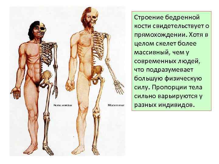 Строение бедренной кости свидетельствует о прямохождении. Хотя в целом скелет более массивный, чем у