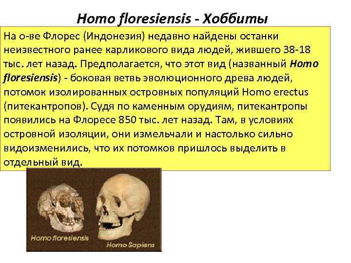 Homo floresiensis - Хоббиты На о-ве Флорес (Индонезия) недавно найдены останки неизвестного ранее карликового