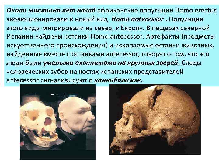 Около миллиона лет назад африканские популяции Homo erectus эволюционировали в новый вид Homo antecessor.