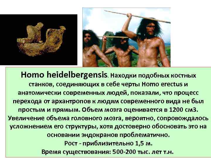 Homo heidelbergensis. Находки подобных костных станков, соединяющих в себе черты Homo erectus и анатомически