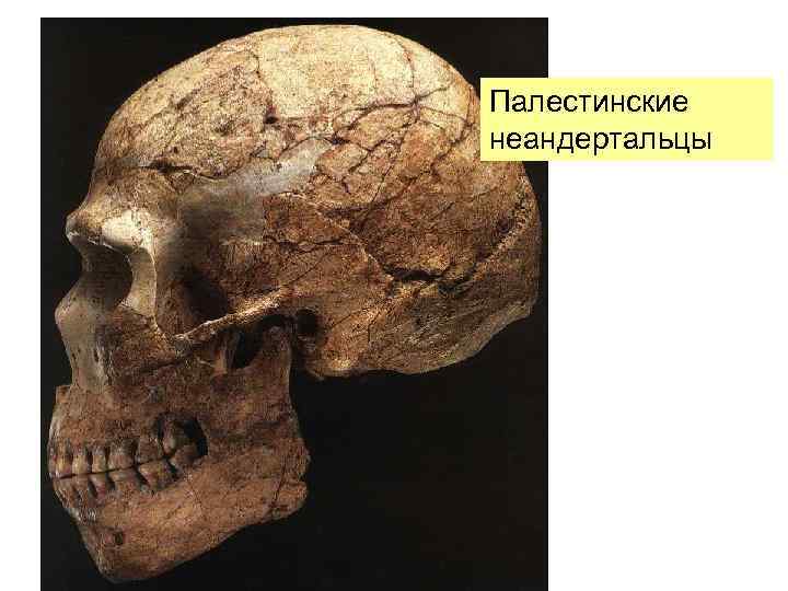 Палестинские неандертальцы 