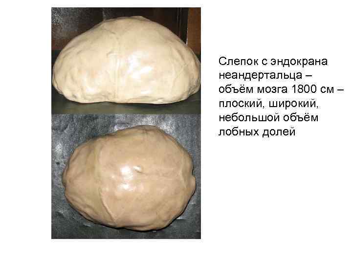 Слепок с эндокрана неандертальца – объём мозга 1800 см – плоский, широкий, небольшой объём
