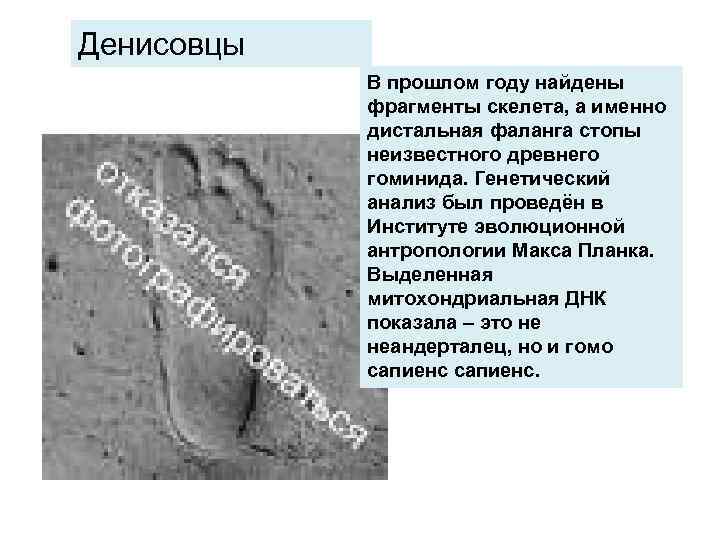 Денисовцы В прошлом году найдены фрагменты скелета, а именно дистальная фаланга стопы неизвестного древнего