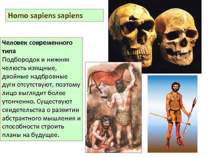 Типы homo sapiens. Человек современного типа. Подвид homo sapiens характеристика. Homo sapiens sapiens характеристика.