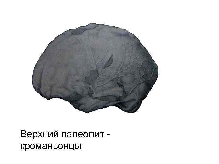 Верхний палеолит кроманьонцы 