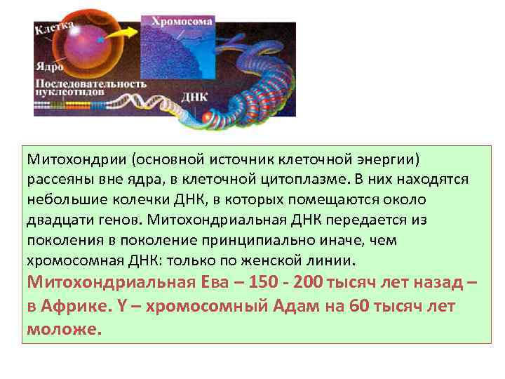 Митохондрии (основной источник клеточной энергии) рассеяны вне ядра, в клеточной цитоплазме. В них находятся