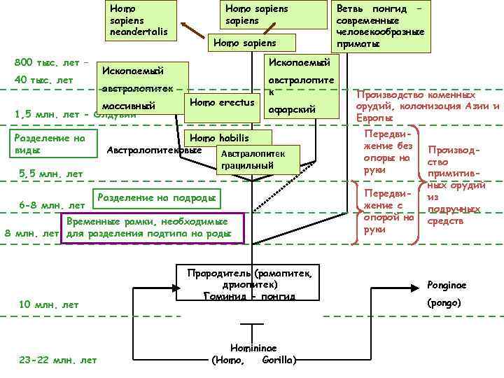 Homo sapiens neandertalis 800 тыс. лет – 40 тыс. лет 5, 5 млн. лет