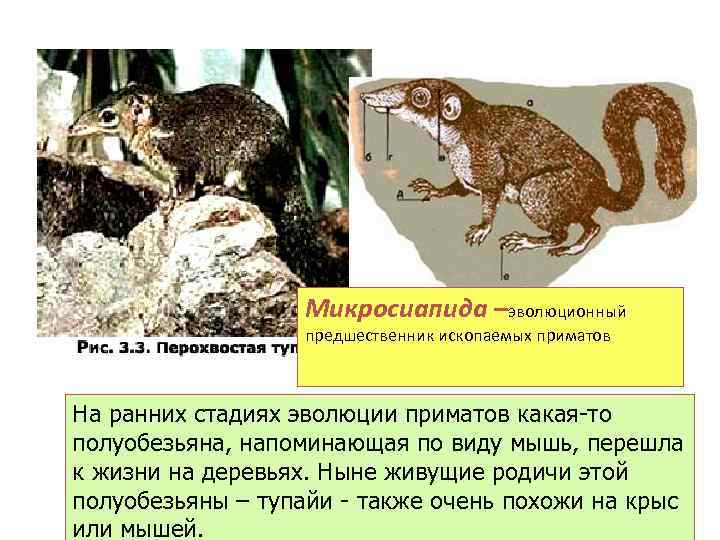 Микросиапида –эволюционный предшественник ископаемых приматов На ранних стадиях эволюции приматов какая-то полуобезьяна, напоминающая по