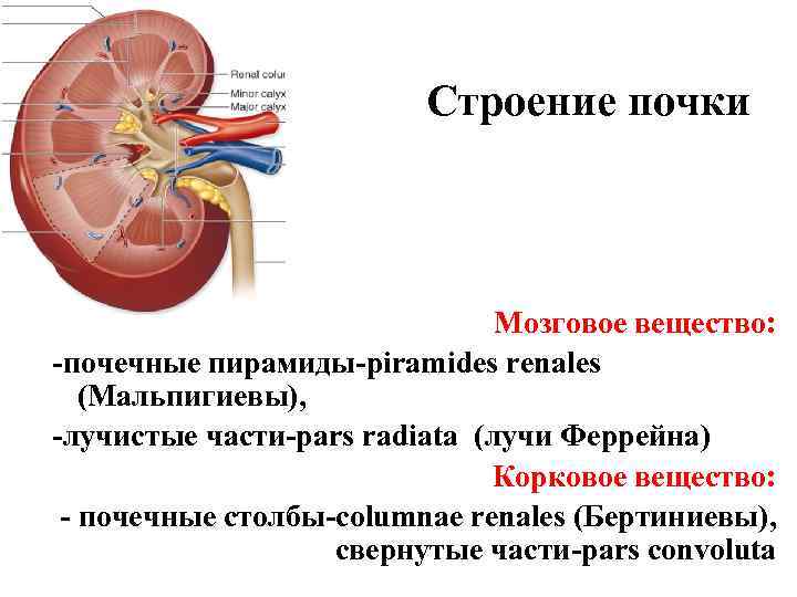 Строение почек вывод. Структуры, располагающиеся в мозговой части почки. Корковое и мозговое вещество почки. Корковое вещество почки анатомия. Анатомические структуры, образующие мозговое вещество почки.