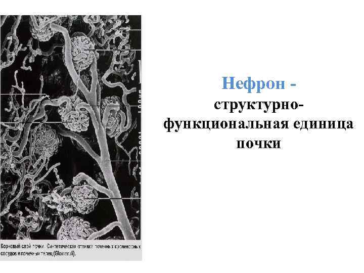 Нефрон структурнофункциональная единица почки 