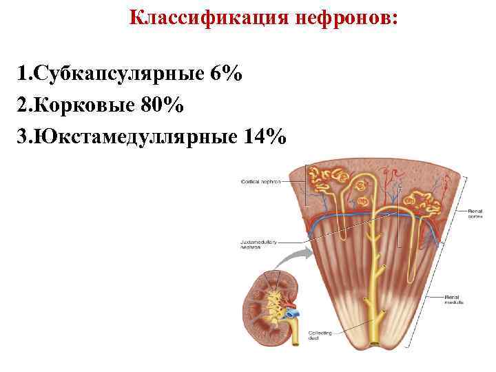 Классификация нефронов: 1. Субкапсулярные 6% 2. Корковые 80% 3. Юкстамедуллярные 14% 