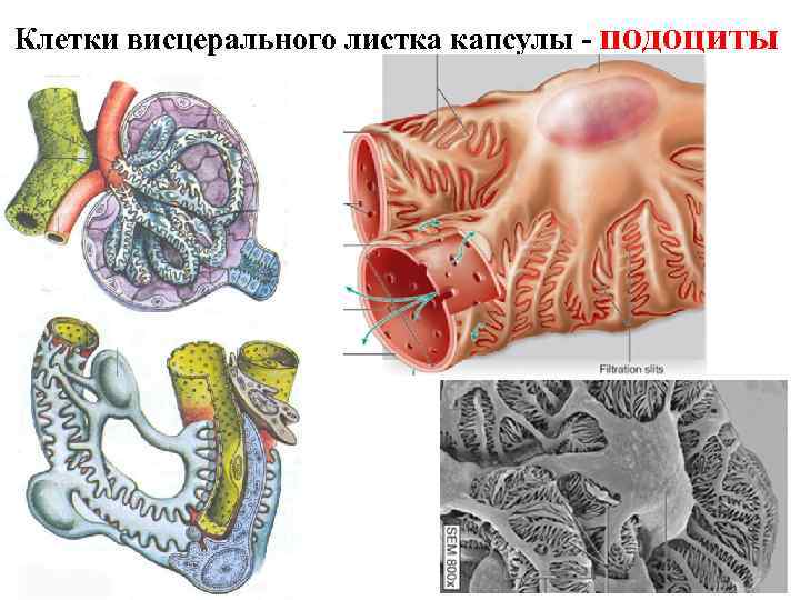 Клетки висцерального листка капсулы - подоциты 