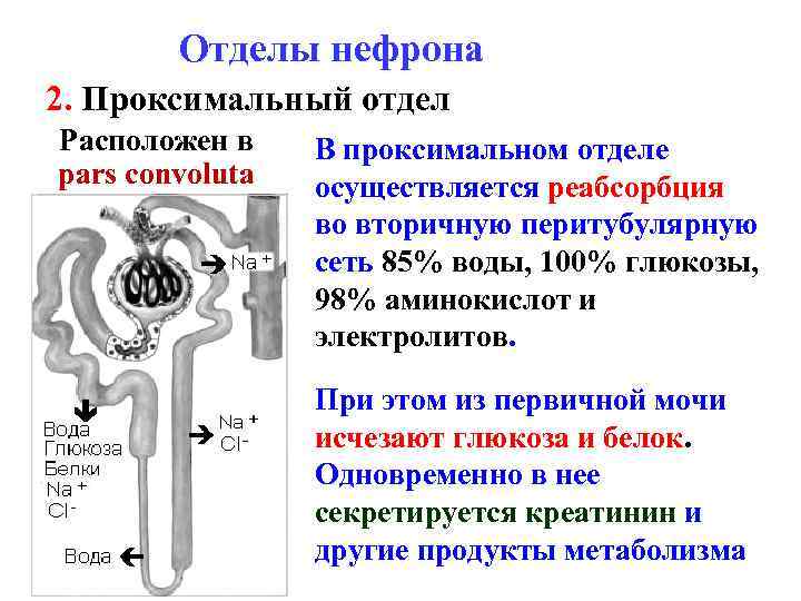 Отделы нефрона 2. Проксимальный отдел Расположен в pars convoluta В проксимальном отделе осуществляется реабсорбция