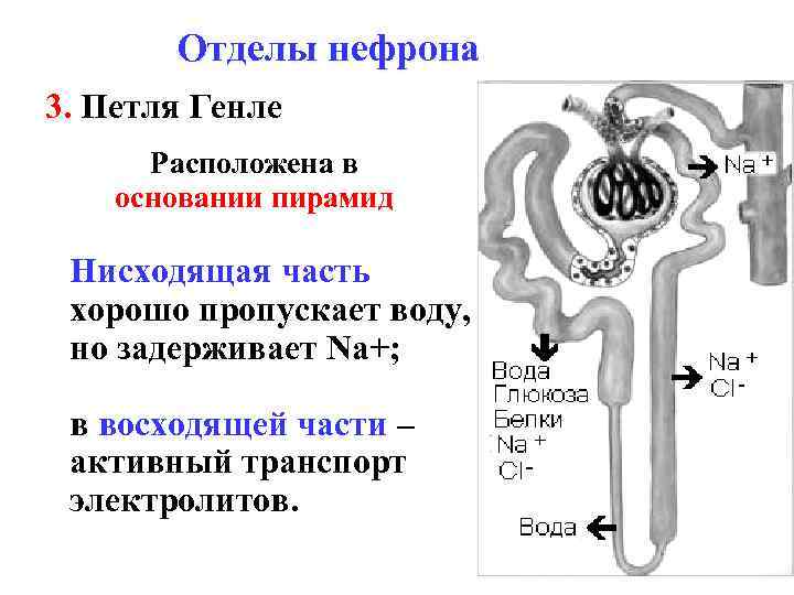 Отделы нефрона 3. Петля Генле Расположена в основании пирамид Нисходящая часть хорошо пропускает воду,
