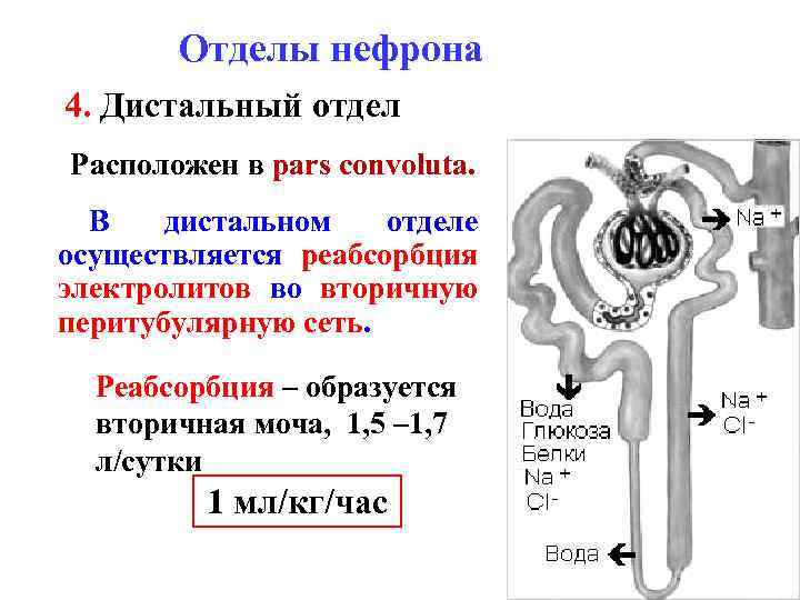 Отделы нефрона 4. Дистальный отдел Расположен в pars convoluta. В дистальном отделе осуществляется реабсорбция