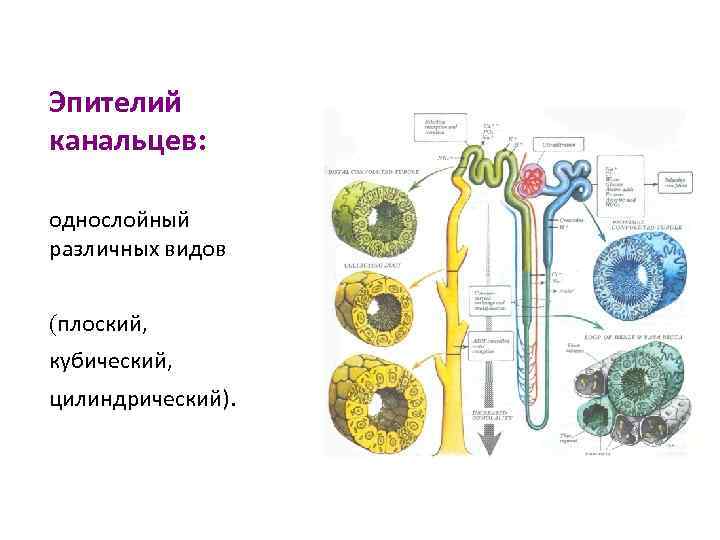 Эпителий канальцев: однослойный различных видов (плоский, кубический, цилиндрический). 