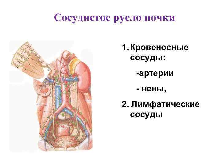 Сосудистое русло почки 1. Кровеносные сосуды: -артерии - вены, 2. Лимфатические сосуды 