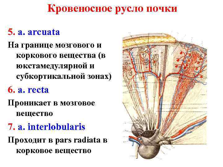 Сосудистое русло. Кровеносное русло почки анатомия. Кровоснабжение коркового и мозгового вещества почки. Pars Radiata коркового вещества почки. Кровесное Руслов почке.