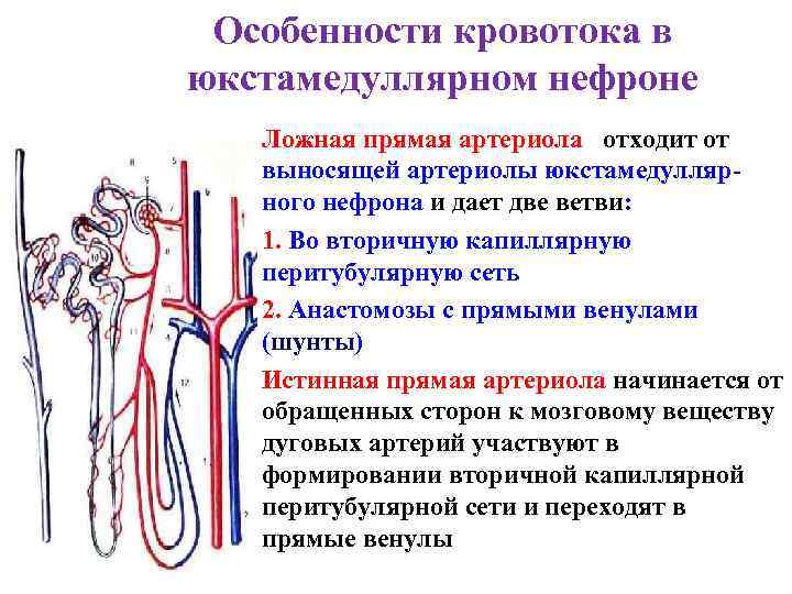 Признаки кровообращения. Кровоснабжение юкстамедуллярного нефрона. Особенности юкстамедуллярных нефронов. Особенности кровоснабжения юкстамедуллярных нефронов. Вторичная перитубулярная капиллярная сеть.