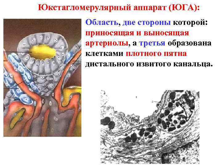 Юкстагломерулярный аппарат схема