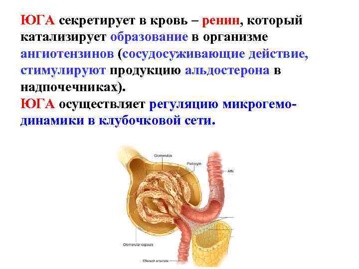 ЮГА секретирует в кровь – ренин, который катализирует образование в организме ангиотензинов (сосудосуживающие действие,