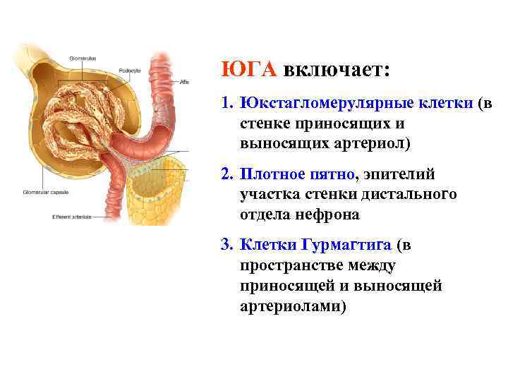 ЮГА включает: 1. Юкстагломерулярные клетки (в стенке приносящих и выносящих артериол) 2. Плотное пятно,